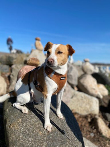Ein kleiner Hund aus dem Training  von Steffi von Dollen