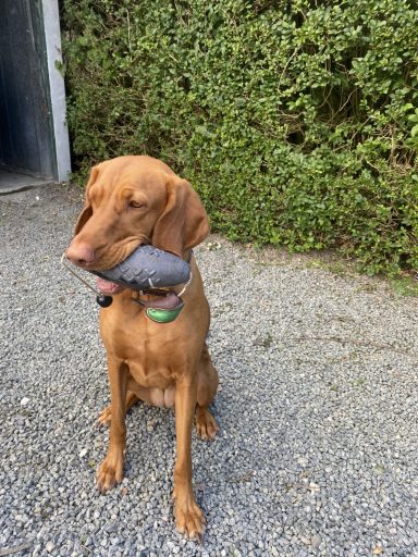 Hund im Hundetraining von Steffi von Dollen