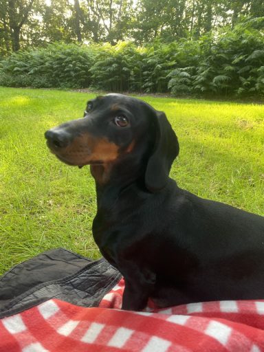 Der Deckel Hilde von Steffi von Dollen